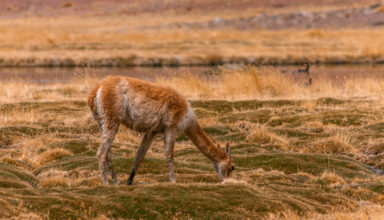 Guanaco que se alimenta tranquilamente. Fotografía Rodrigo Zúñiga @focal_studio