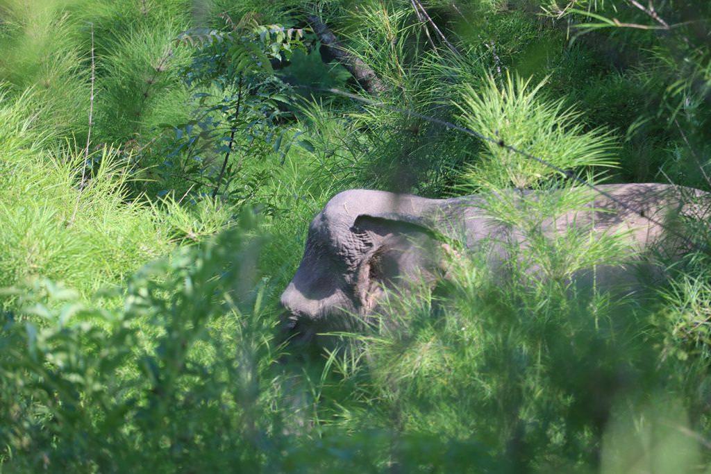 No es posible montar los elefantes en este parque de Vietnam